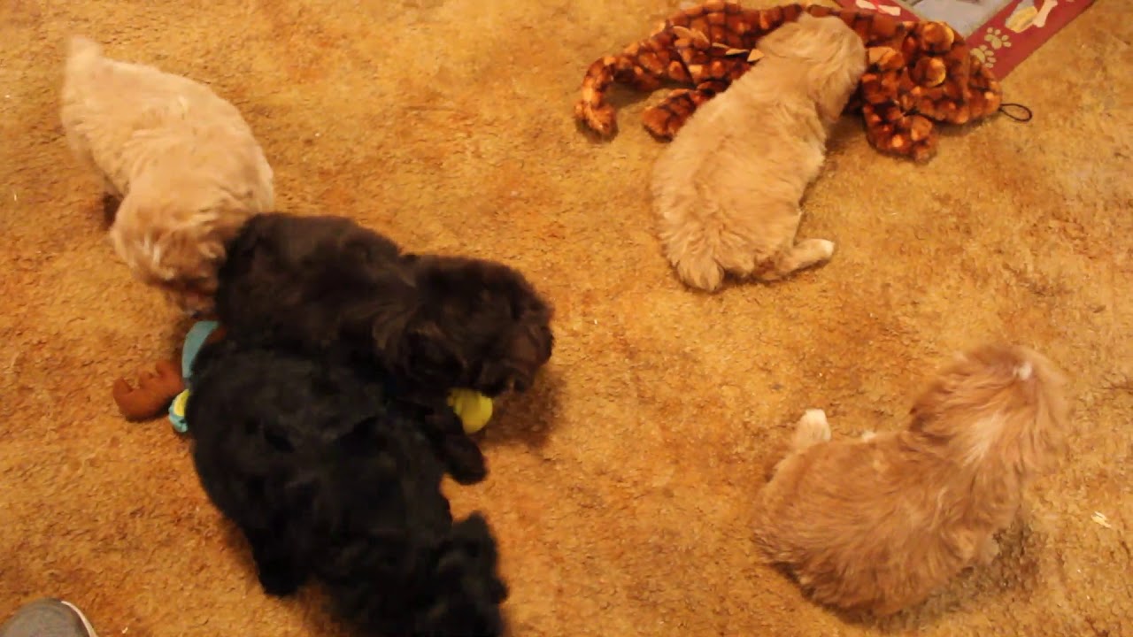 Cockapoo Puppies - Born Jan 10, 2019 - YouTube