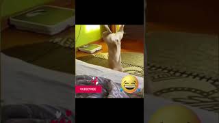 dog and cat funny moments part 360 #shortsfeed #trending #viral #videos