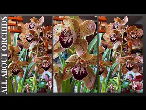 Cymbidium Los Angeles. H πιο όμορφη cymbidium ever και πως θα τη φροντίσω