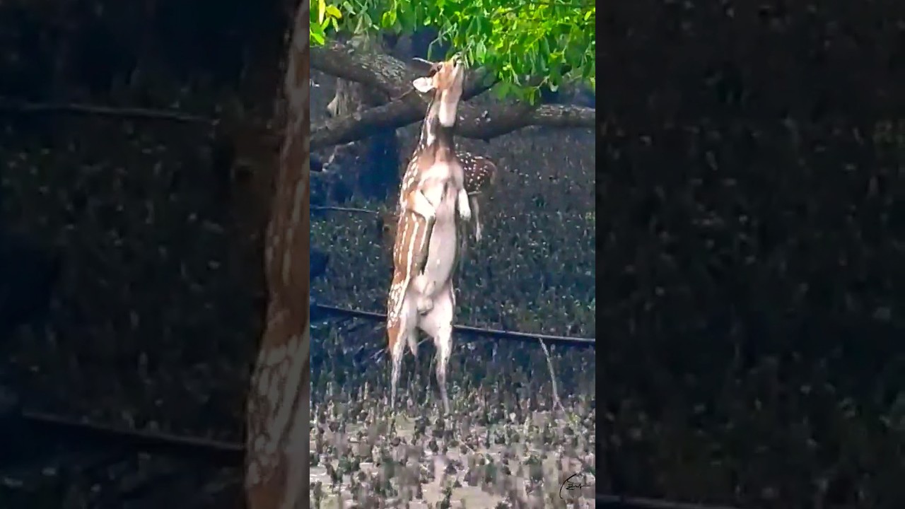 পুরুষ চিত্রা হরিণ I কটকা I সুন্দরবন