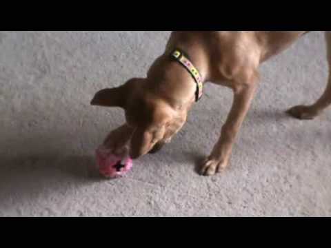 Interactive Dog Toys