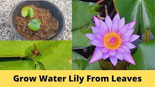 How To Grow Water Lily From Leaves