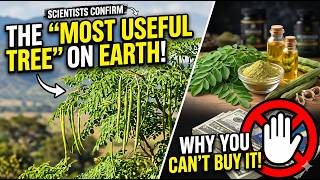 Scientists Call This the "Most Useful Tree on Earth" (Here's Why You Can't Buy It)