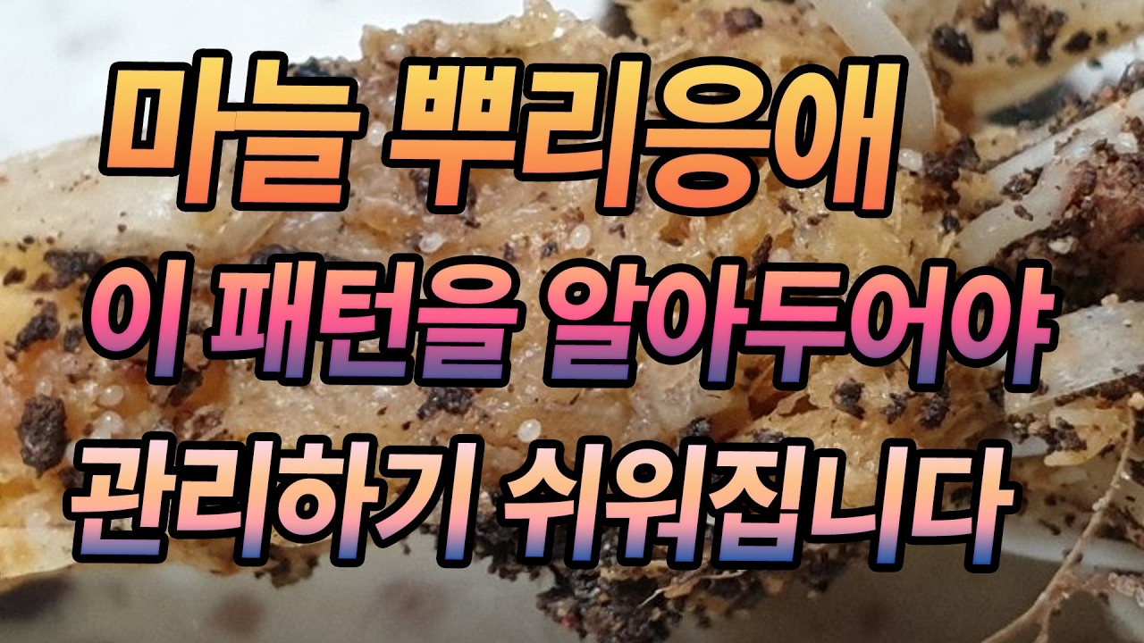 마늘 재배 최대의 적 뿌리응애, 이러한 패턴을 알면 관리가 쉬워집니다.