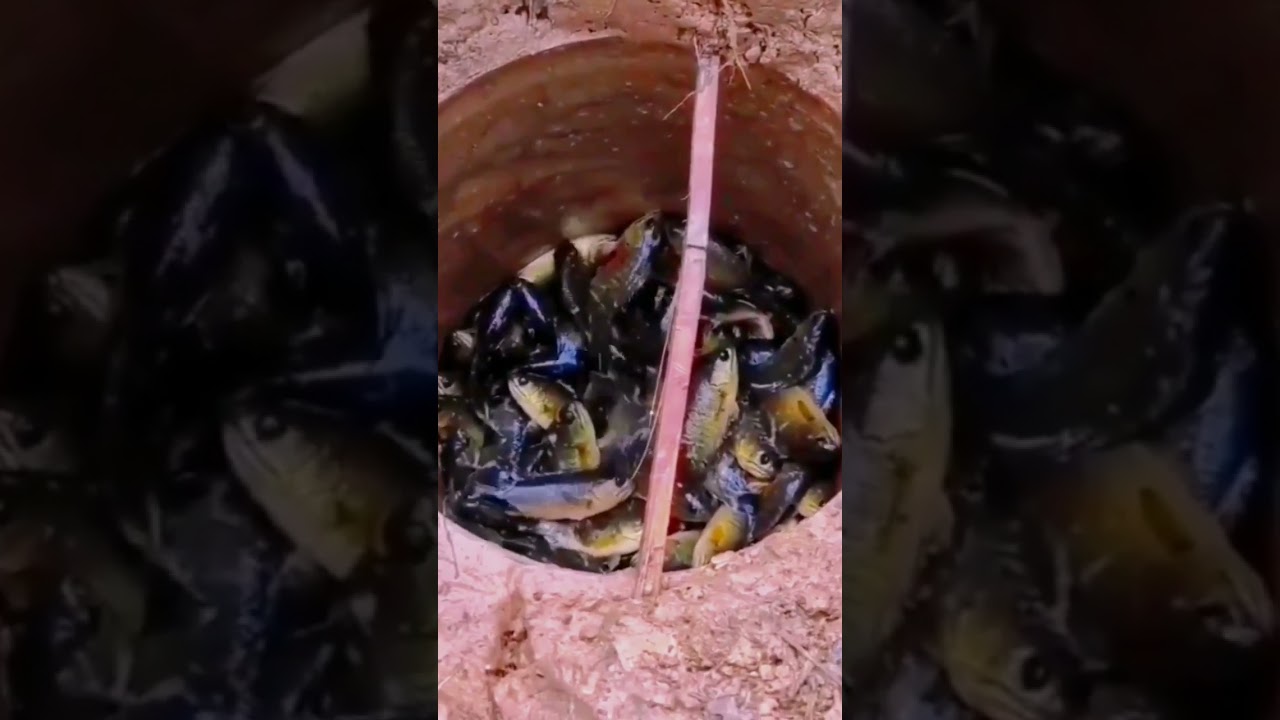 Fish enter the canyon  