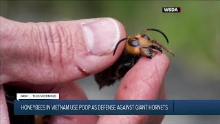 Honeybees use poop to defend against giant hornets