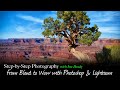 From Bland to Beautiful - Pine Tree at Dead Horse Point State Park