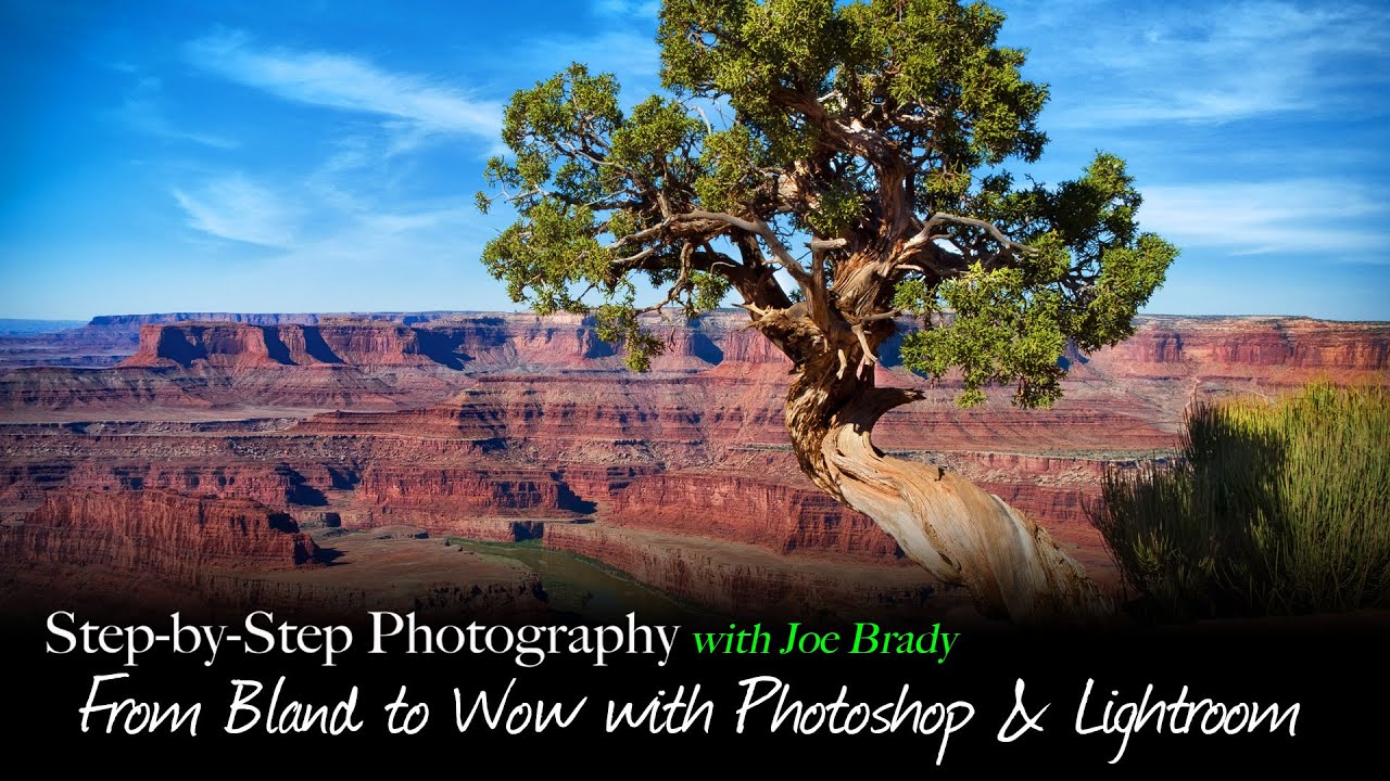 From Bland to Beautiful - Pine Tree at Dead Horse Point State Park