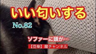 【豆柴】ソファーの隙間に頭を突っ込む柴犬#shorts #seniorlife #shibainu