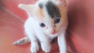 kittens meowing (happy family of cat's ❤️❤️❤️) #cute #trending #cat by My cat's world 🌎🌎 181 views 6 months ago 2 minutes, 45 seconds