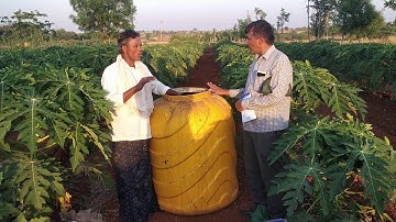 Papaya plot of Eralingappa, Suguru, Hiriyur