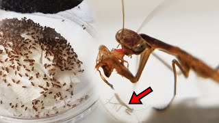 Baby mantis who became stronger after molting. But many seeds have died.