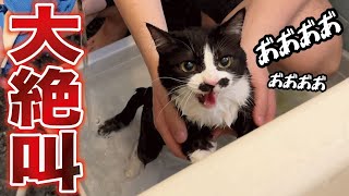 １年ぶりにお風呂に入れたら普段温厚な猫が豹変しました‥