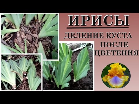 Видео: Пересадка шагующего ириса: когда и как делить растения шагающего ириса