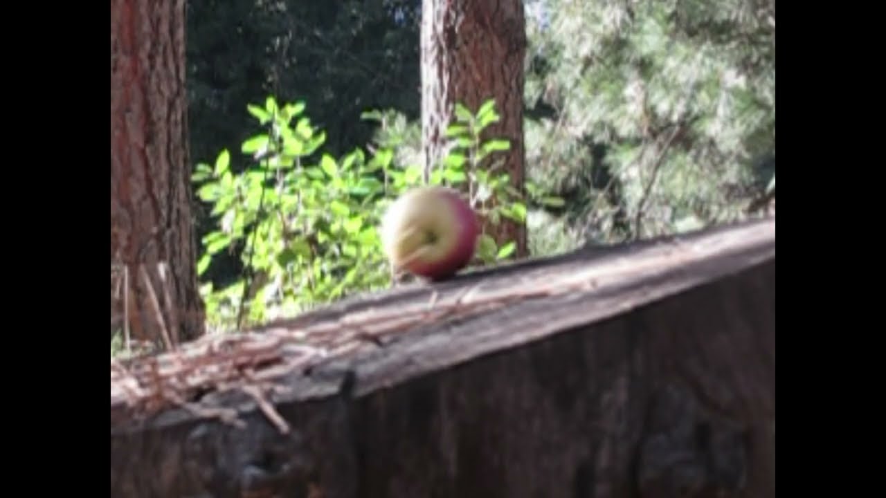 Shooting an apple (SLOW MOTION!!!!!)