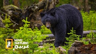 الدب الاسود من اخطر الحيوانات في شمال المكسيك | Love Nature Arabiya