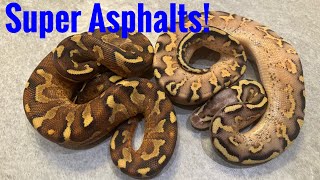 Super Asphalt Clutch Update!