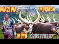 MAZIWA MPEMBA HALUSI KWA MPEMBA MPYA 0789770227 BY SHULE MSABAZAJI 
