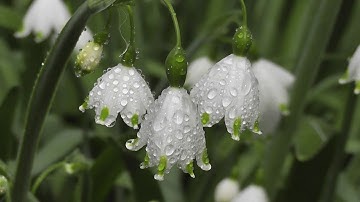 After The Rain by Neil Tatar
