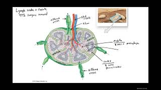 Biology 2020 Lab 8 Lymphatic System (Lymphatic Organs)