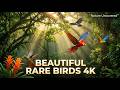 Beautiful Rare Birds 4K | Nature Uncovered