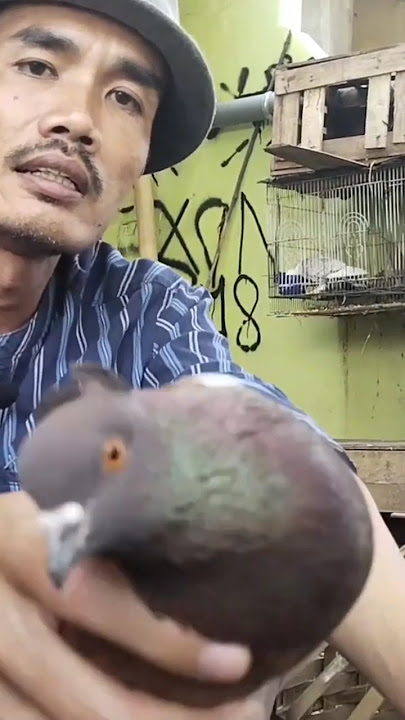 Cara Pegang Merpati Jantan yang Benar #merpati #pigeon #burung #geraimerpati #burungmerpati