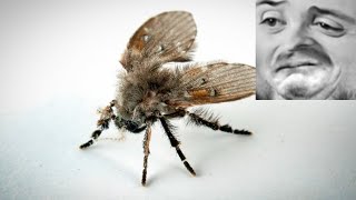 Forsen reacts to Why Does This Fly Live in Your Bathroom | Deep Look