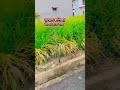 #viralvideo #malaysia #shortvideo