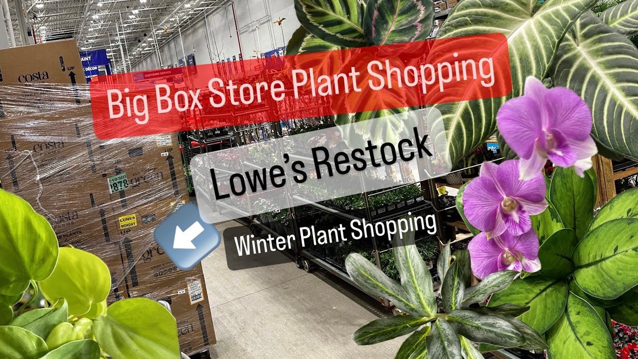 Big Box Store Plant Shopping Restock Plants at Lowes YouTube
