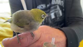 Tauhou/silvereye New Zealand native bird