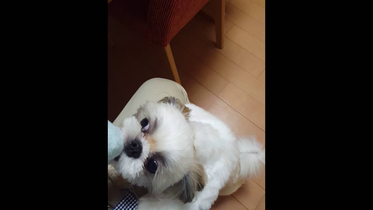 実写 ハムスターのぬいぐるみを放さない愛犬が可愛くて仕方ない2分半 Youtube