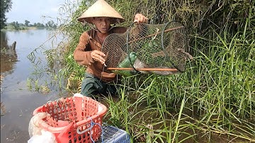 Một Ngày Lội Đồng Mênh Mông Nước | Thăm Lờ Cá Ruộng Và Rừng Tràm Dính Nhiều Cá Trê Lai,Cá Rô,Cá Lóc