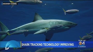 FIU Researchers Say New Shark Tracking Tech Is A "Game Changer"