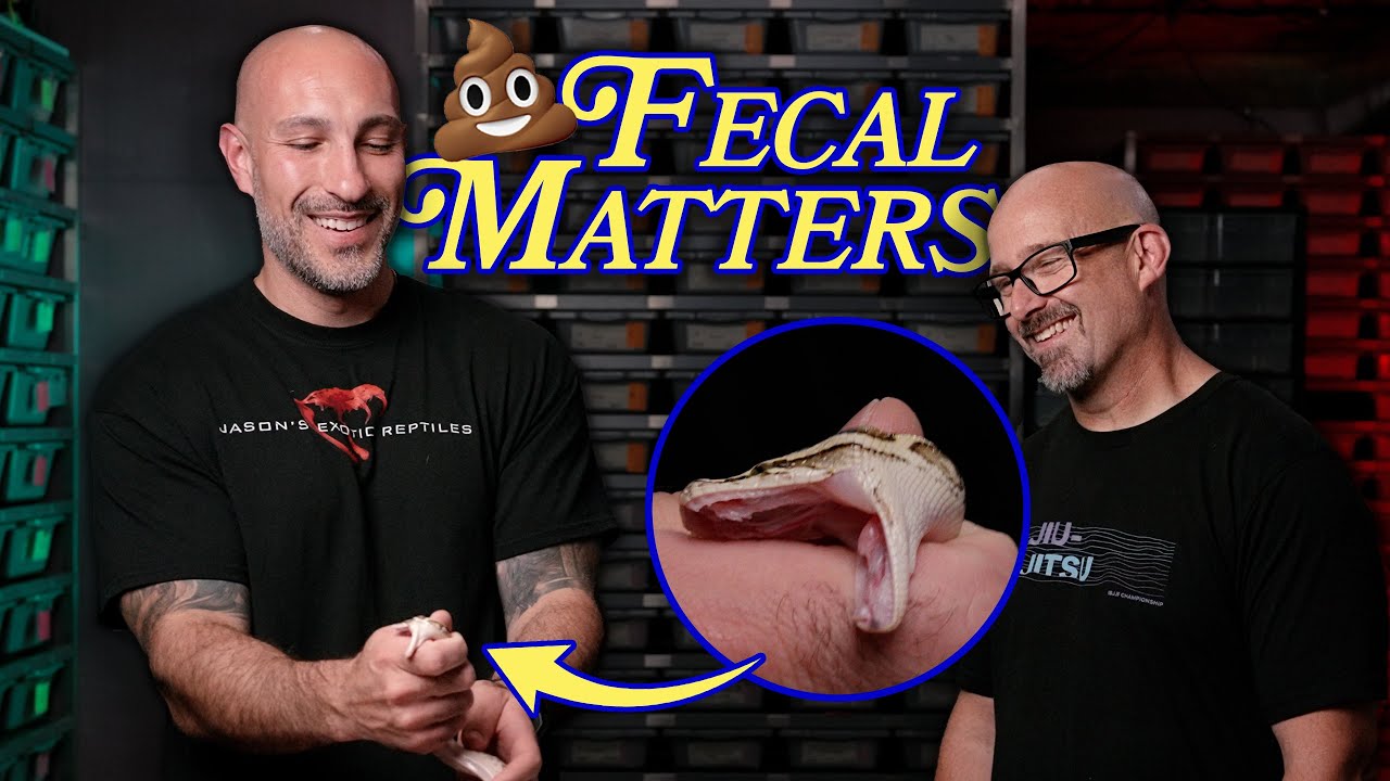 Как определить, самец у вас змея или самка! (Макурейские полозы, удавы и бирманские питоны)