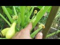 Squash & Zucchini: When to Pick, Brown Tipped Fruit (Don't Worry), Male & Female Flowers - MFG 2016