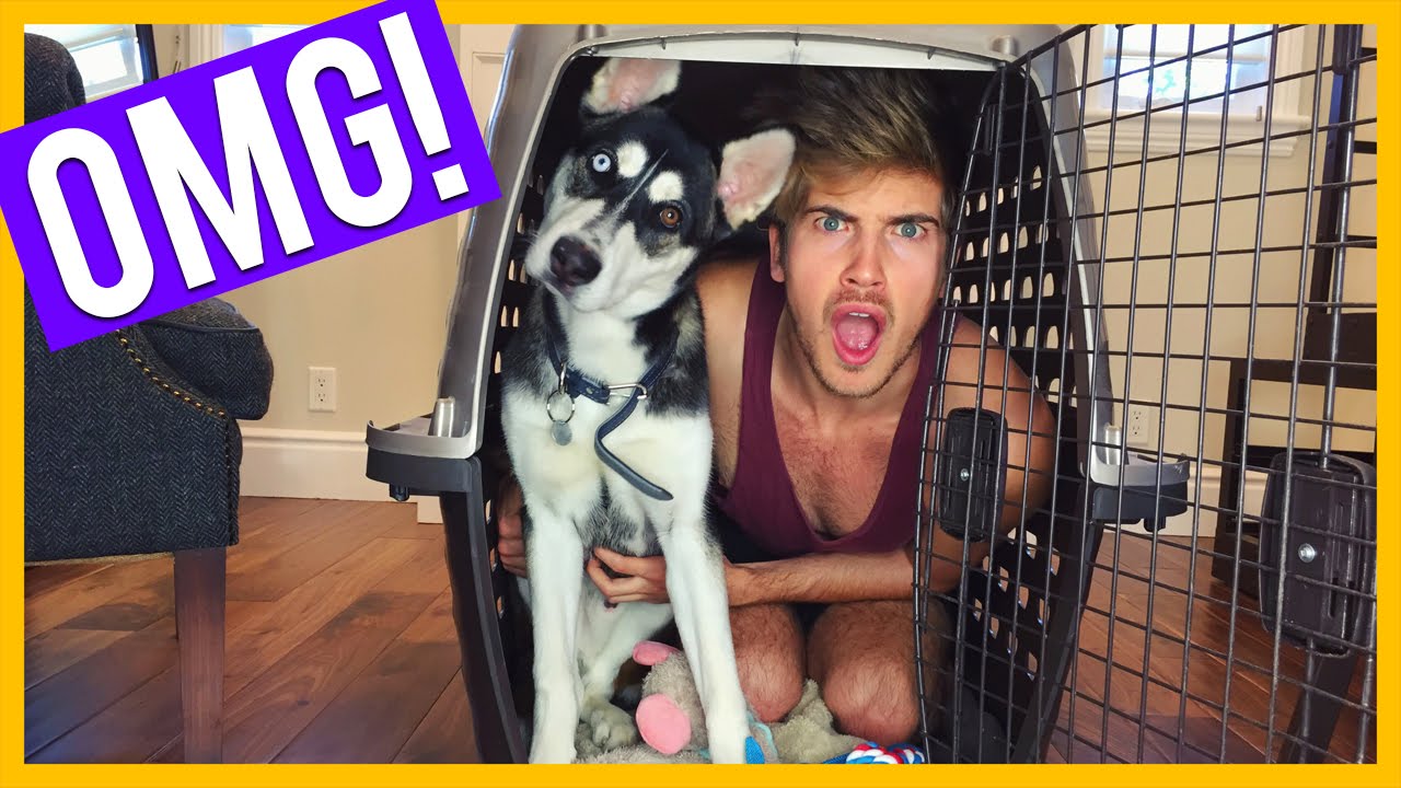 HOW MY DOG ESCAPED! YouTube
