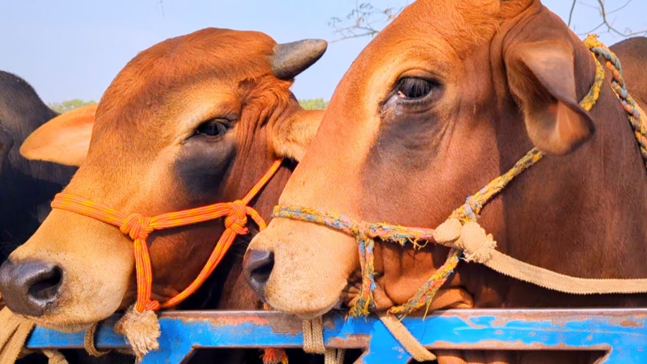 cow video, goru video, cow unloading, cow videos, animal, big cow,  hamba cow, Ep-02