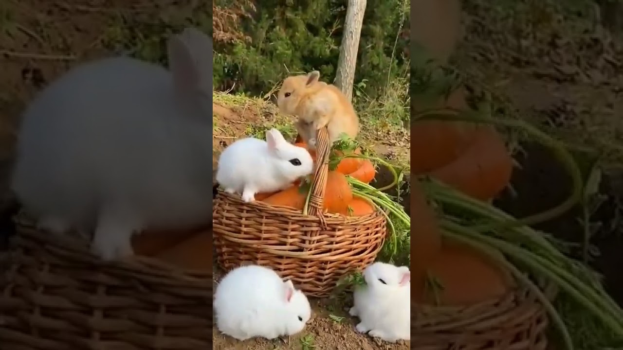 cute animals status. 