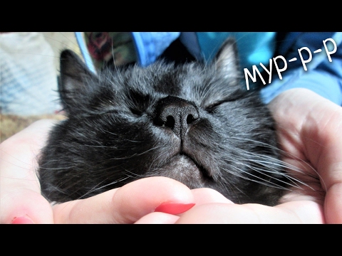 МУРЧАНИЕ КОТА MP3 СКАЧАТЬ БЕСПЛАТНО МУРЧАНИЕ КОТА MP3 СКАЧАТЬ БЕСПЛАТНО