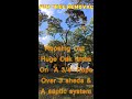 Huge wide top Oak tree removal over 3 sheds & septic