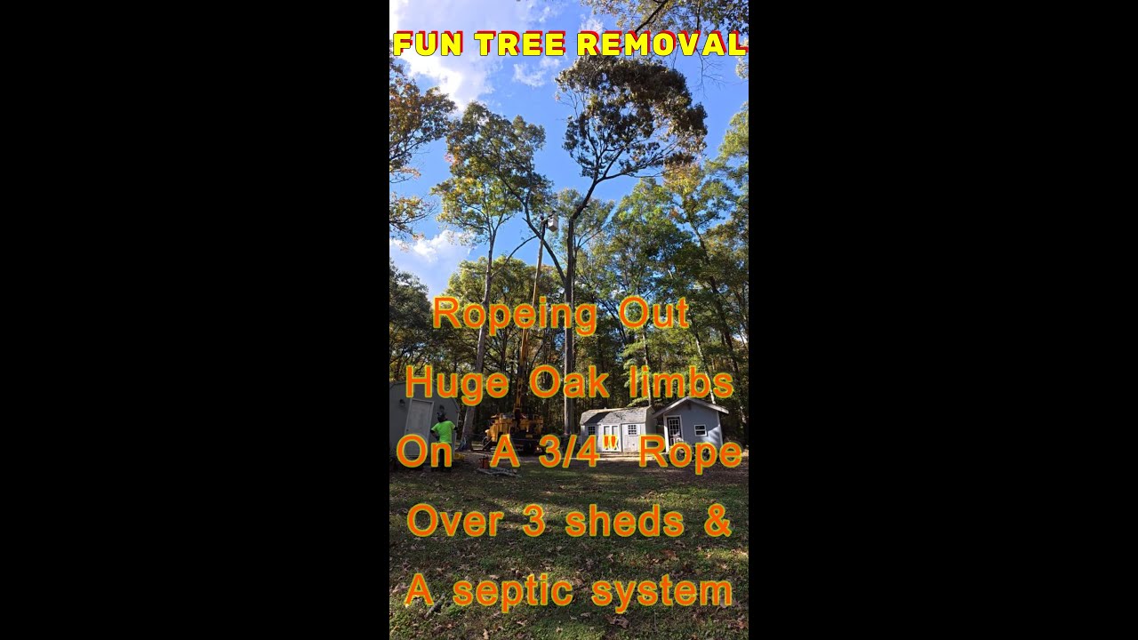 Huge wide top Oak tree removal over 3 sheds & septic - YouTube