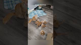 ‎Rare photos  you've never seenbefore🐀😱😍#rarephotos #photo #photomagic#picture #fyp #photopic ‎