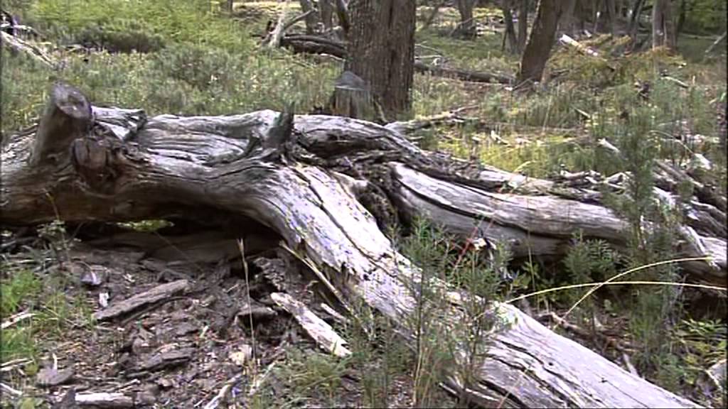 Las Truchas de Coyhaique - Canal Caza y Pesca