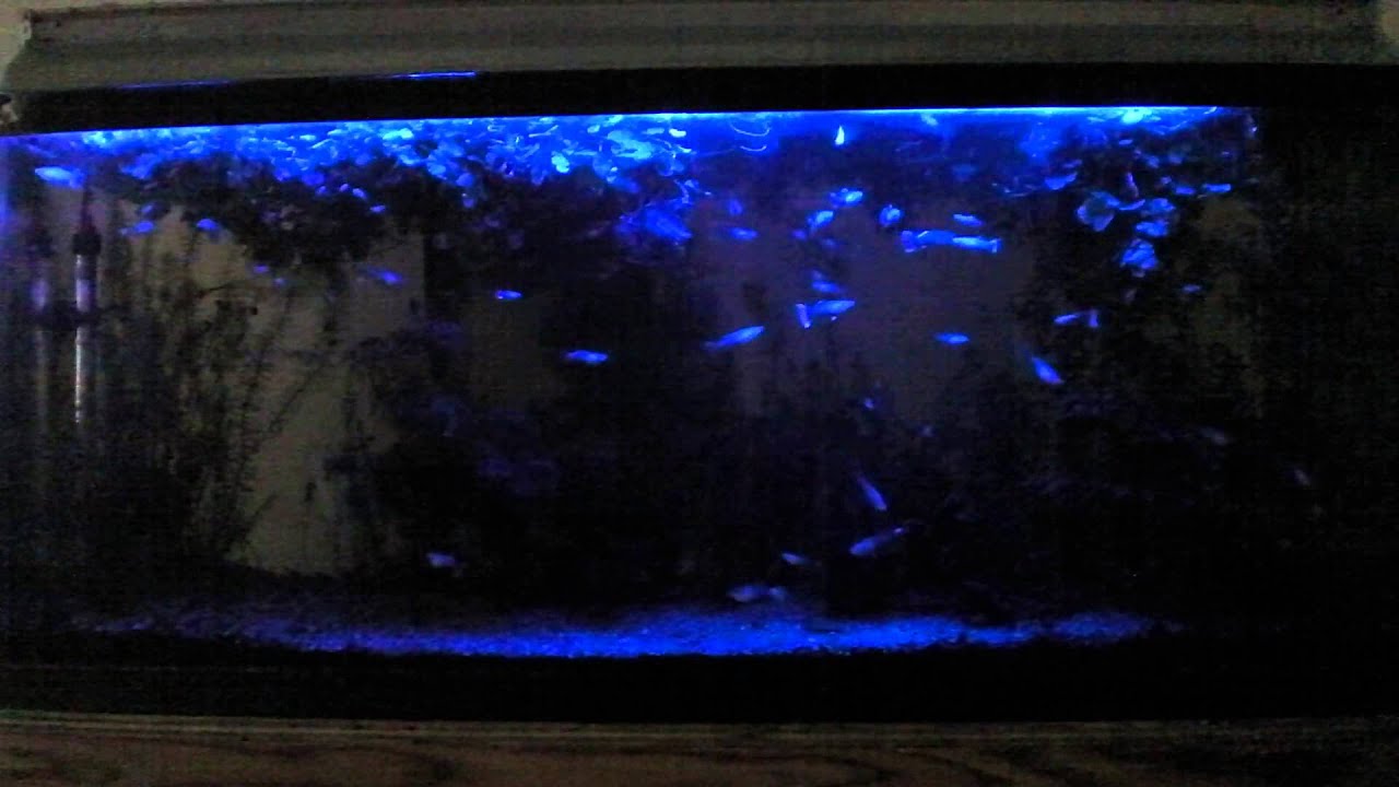 Guppy moonlight 55 gallon planted aquarium YouTube