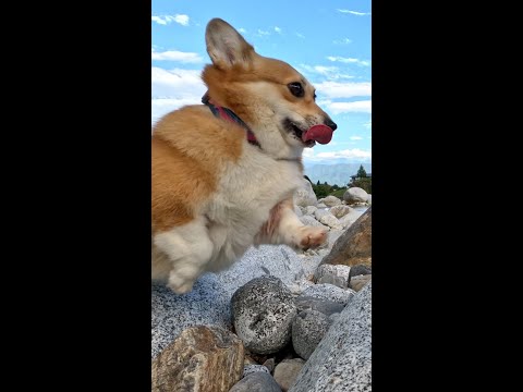 河原を歩き始めるコーギー / A Corgi starts walking on the riverbank #shorts