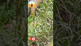 PENAMPAKAN MAKHLUK MISTERIUS ASLI 😱😱😱 TERTANGKAP KAMERA mysterious creature appearance #shorts