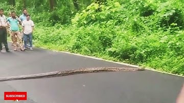 Biggest python crossing road near siliguri || ऐसा वीडियो बहुत कम देखा होगा OMG😧 #incredibleindia ❤