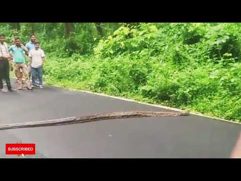 Biggest python crossing road near siliguri || ऐसा वीडियो बहुत कम देखा होगा OMG😧 #incredibleindia ❤