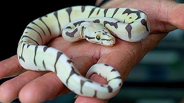 SCALELESS BALL PYTHONS!! CONTROVERSIAL TOPIC!!!  | BRIAN BARCZYK