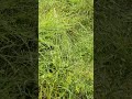a Quoi servent les genêt au jardin ?